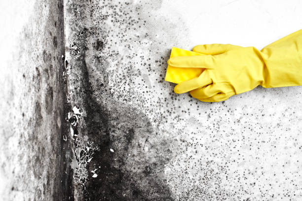 Best Certified Mold Removal  in Pendleton, OR