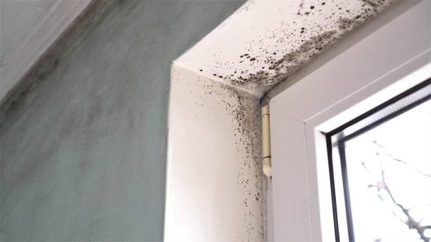 Best Mold Cleaning Services  in Pendleton, OR