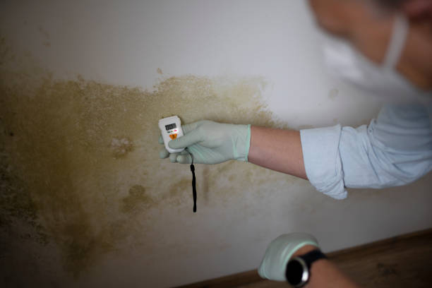 Best Mold Removal Process  in Pendleton, OR
