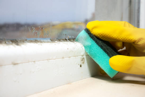 Best Attic Mold Removal  in Pendleton, OR