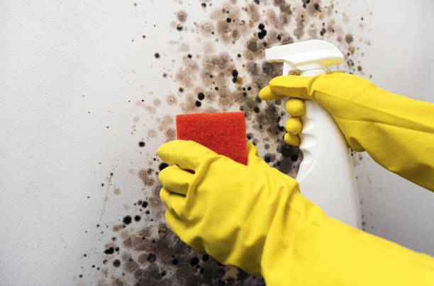 Best Mold Removal Company Near Me  in Pendleton, OR